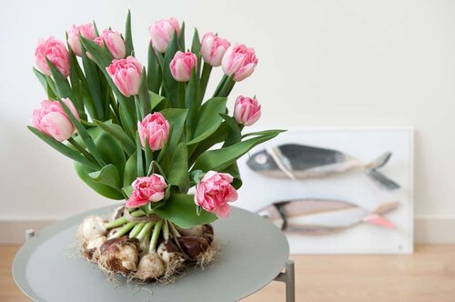 Tulp Foxtrot 7 bollen - afbeelding 2