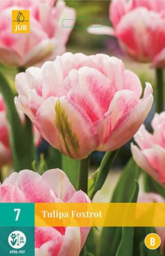 Tulp Foxtrot 7 bollen - afbeelding 1