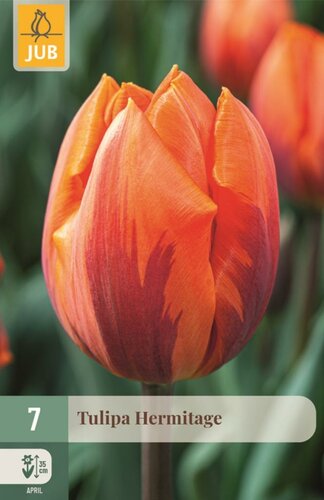 Tulpenbollen triumph hermitage 7 bollen
