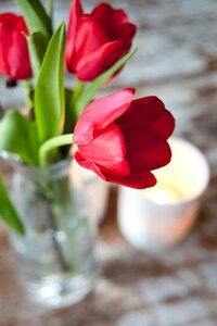 Tulpenbollen triumph ile de france 7 bollen - afbeelding 2
