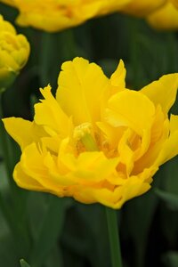 Tulp Marie Jo 7 bollen - afbeelding 2