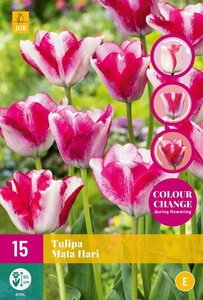 Tulp Mata Hari 15 bollen colour change - afbeelding 2