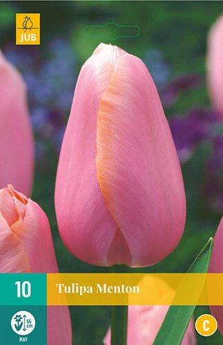 Tulp Menton 10 bollen - afbeelding 1