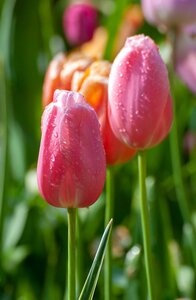 Tulp Menton 10 bollen - afbeelding 2