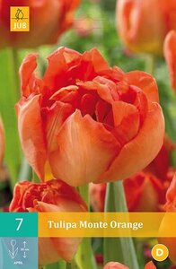 Tulp Monte Orange 7 bollen - afbeelding 2