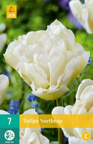 Tulp Northcap 7 bollen - afbeelding 1