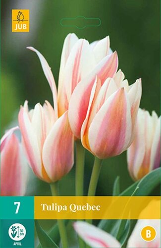 Tulp Quebec 7 bollen - afbeelding 1