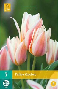 Tulp Quebec 7 bollen - afbeelding 1