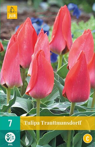 Tulp Trauttmansdorff 7 bollen