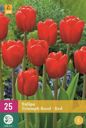 Tulp triumph rood 25 bollen