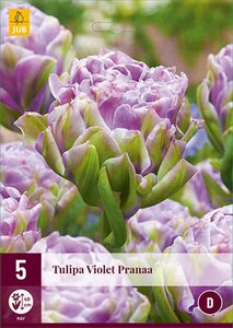 Tulp violet Pranaa 5 bollen