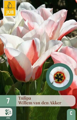 Tulp Willem van den akker 7 bollen - afbeelding 1