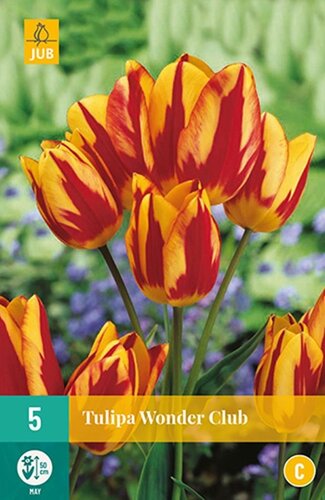 Tulp wonder club 5 bollen