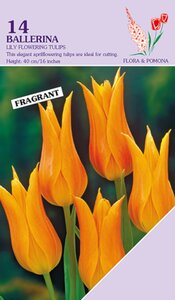 Tulp ballerina 14 bollen - afbeelding 2