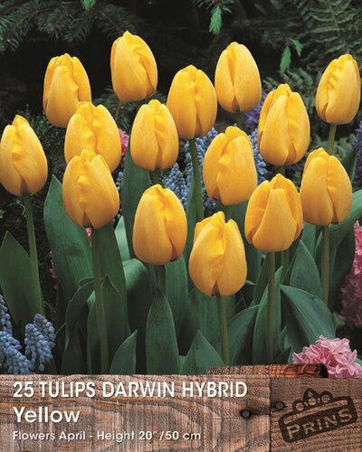 Prins tulpenbollen darwin hybride geel 25 bollen