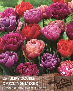 Prins tulpen dazzling mix 25 bollen