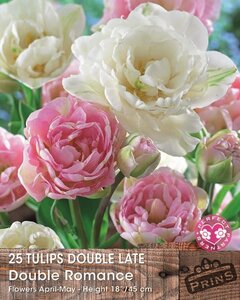 Prins tulpen dubbel romance 25 bollen