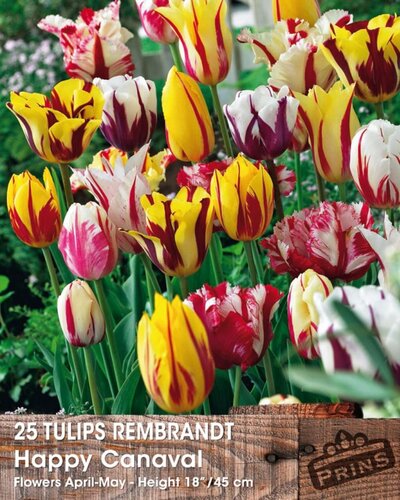 Prins tulpen happy carnaval 25 bollen