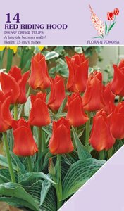 Tulp Red Riding Hood 14 bollen - afbeelding 1