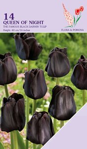 Tulp Queen of Night 14 bollen - afbeelding 1