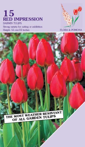 Tulp Red Impression 15 bollen