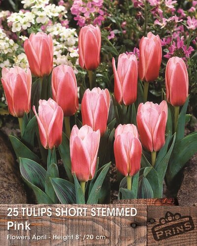 Prins tulp short stemmed pink 25 bollen