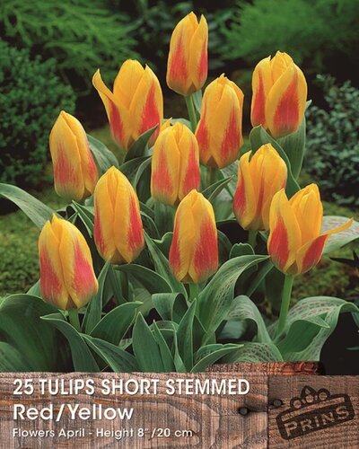 Prins tulp short stemmed red / yellow 25 bollen
