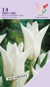 Tulp Tres Chic 14 bollen - afbeelding 2