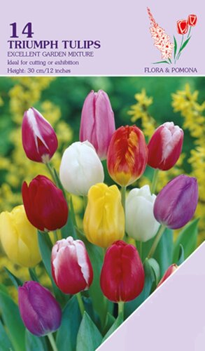 Tulpen Triumph Mixed 14 bollen