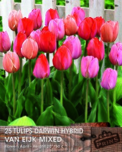 Prins tulp van Eijk mix 25 bollen