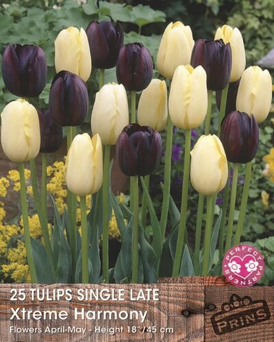 Prins tulpen xtreme harmony 25 bollen