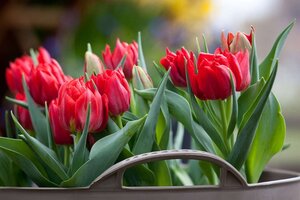 Tulp Abba 7 bollen - afbeelding 2