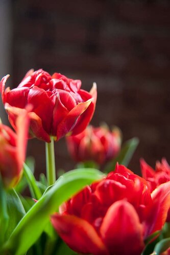 Tulp Abba 7 bollen - afbeelding 3