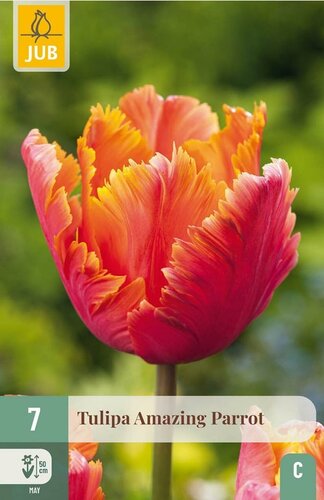 Tulp amazing parrot 7 bollen - afbeelding 1