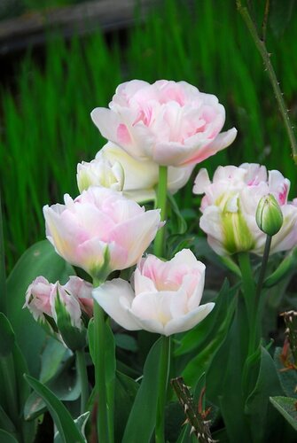 Tulp Angelique 10 bollen - afbeelding 2