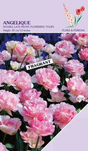 Tulp Angelique 10 bollen - afbeelding 3
