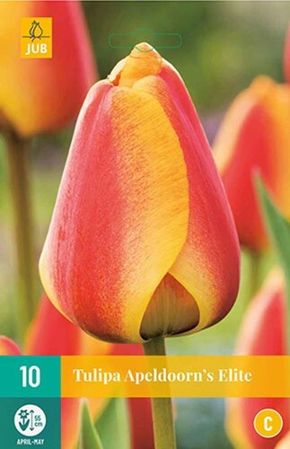 Tulp Apeldoorn's elite 10 bollen