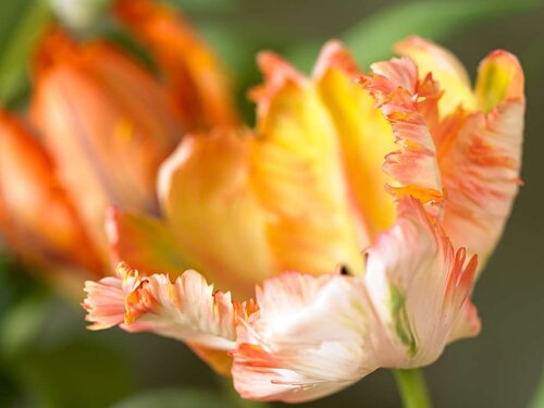 Tulp Apricot parrot 7 bollen - afbeelding 2