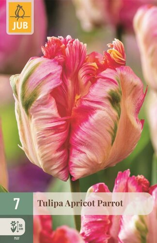 Tulp Apricot parrot 7 bollen - afbeelding 1