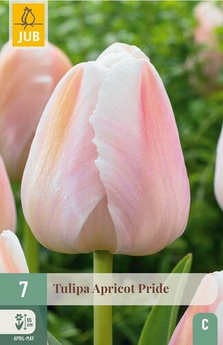 Tulp apricot pride 7 bollen - afbeelding 1
