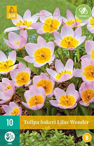 Tulp bakeri lilac wonder 10 bollen - afbeelding 1