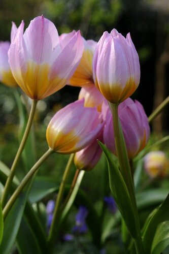 Tulp bakeri lilac wonder 10 bollen - afbeelding 3