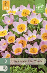 Tulp bakeri lilac wonder 10 bollen - afbeelding 1