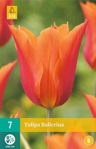 Tulp ballerina 7 bollen - afbeelding 1