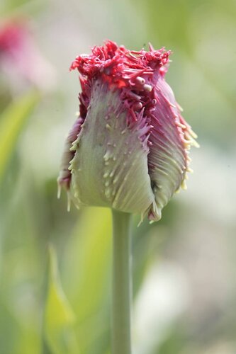 Tulp Barbados 5 bollen - afbeelding 2