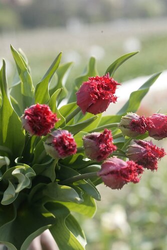 Tulp Barbados 5 bollen - afbeelding 3