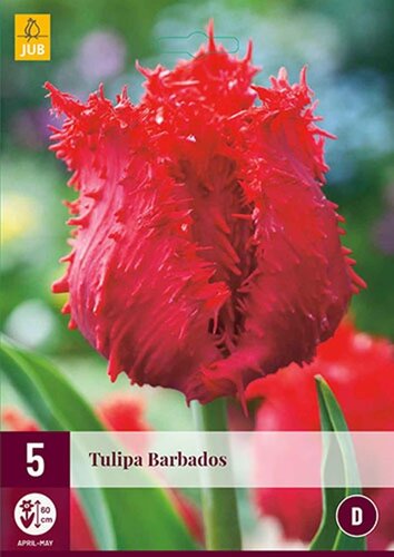 Tulp Barbados 5 bollen - afbeelding 1