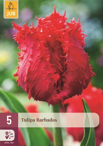 Tulp Barbados 5 bollen - afbeelding 1