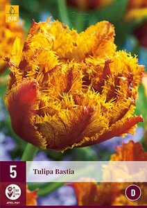 Tulp Bastia 5 bollen