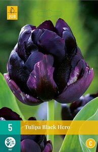 Tulp Black hero 5 bollen - afbeelding 1